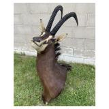 African Sable Antelope Taxidermy Shoulder Mount
