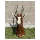 Blesbok Taxidermy Shoulder Mount South Africa