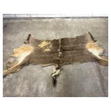 African Kudu Animal Hide