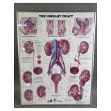 Framed Urinary Track Anatomical Chart