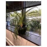 Ponytail Plant House Plant in Ceramic Pot