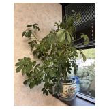 Umbrella Tree House Plant in Ceramic Pot