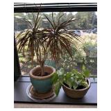 Small Dragon Tree House Plant & More