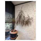 Dragon Tree House Plant in Ceramic Pot