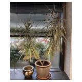 Dragon Tree Potted House Plant & Pot