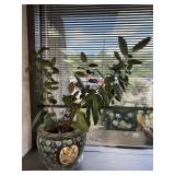 Rubber Tree House Plant in Planter Pot