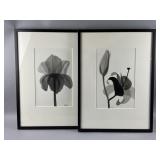 Framed/Signed Botanical Art Prints by Davison