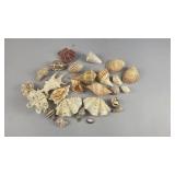 Sea Shell Collection