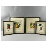 Framed Botanical Fruit Art Prints