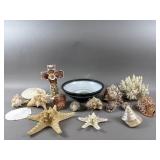 Various Sea Shells & More