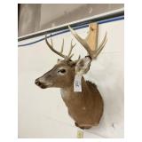 WHITE TAIL MOUNT