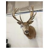 STAG MOUNT