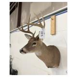 WHITE TAIL MOUNT