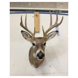 WHITE TAIL MOUNT
