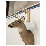 WHITE TAIL MOUNT