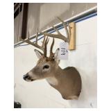 WHITE TAIL MOUNT