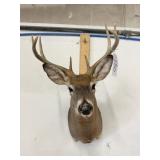 WHITE TAIL MOUNT