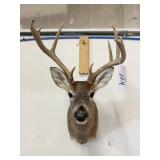 WHITE TAIL MOUNT