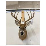 WHITE TAIL MOUNT