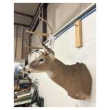 WHITE TAIL MOUNT