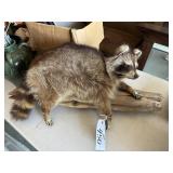 RACCOON MOUNT