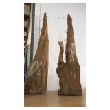 Florida Cypress.  Antique. Over 100 years old.