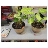 2 Potted House Plants