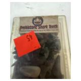 Prehistoric Shark Teeth