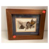 Wood Framed Butterfly Picture