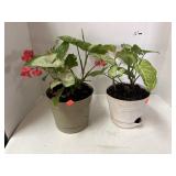 2 ct. - Houseplants (Real)