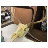 Animal Skull with horns.