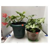 Lot of 2 Live Plants and Planters
