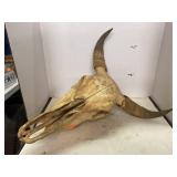 Cattle Skull.  24x16