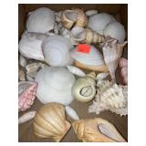 Flat Of Seashells