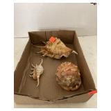 3 ct. - Sea Shells