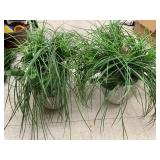 2cnt Fake Plants