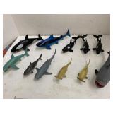 11cnt Sharks