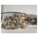 Shells and Rocks