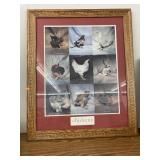 Framed, matted, photo of chickens