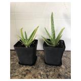 2cnt Live Potted Aloe Plant Starts