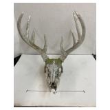 8 point deer skull and antlers