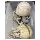Skulls, skeleton animals, & various bones