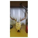 Animal head with 9 point antlers