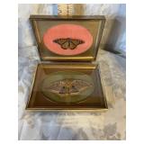 VINTAGE FRAMED BUTTERFLY SPECIMANS