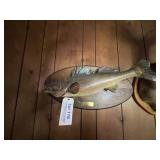 Mounted Fish