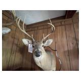 Mounted Deer Head