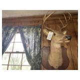Mounted Deer Head