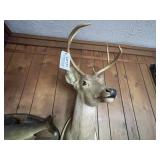 Mounted Deer Head