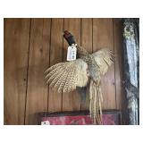 Mounted Ring Neck Pheasant