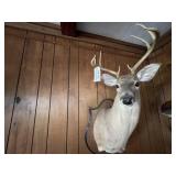 Mounted Deer Head